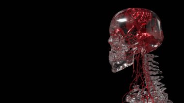 Kristal Skelton Bilim veya Eğitim Konsepti 3D Hazırlama.