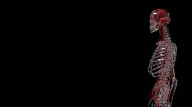 Kristal Skelton Bilim veya Eğitim Konsepti 3D Hazırlama.