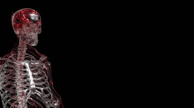 Kristal Skelton Bilim veya Eğitim Konsepti 3D Hazırlama.