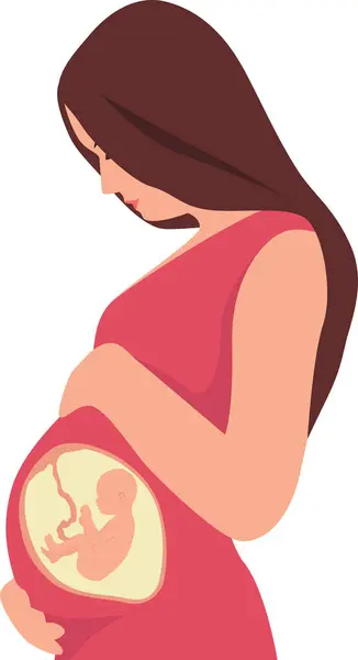 A pregnant woman touching her belly. A baby in the womb is in the fetal position with its head up. Vector illustration. Transparent background.