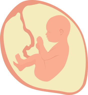 Ana rahmindeki bir bebek başı yukarıda cenin pozisyonunda. Vektör illüstrasyonu