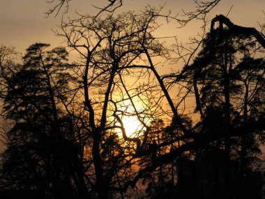 The sun in the sky in the evening between the crowns of trees at sunset