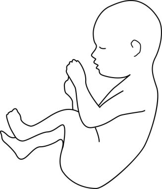  Bebek embriyo pozisyonunda. Taslak vektör çizimi. Şeffaf arkaplan.