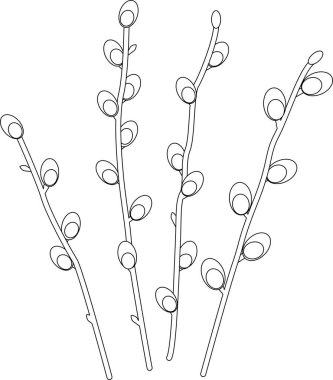 Bahar söğüt dallarının ana hatları. Catkin söğüdü. Şeffaf arkaplan ile vektör illüstrasyonu.