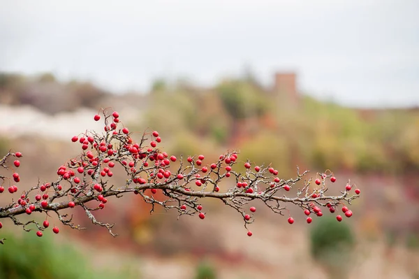 Larhawthorn Zbliżenie Gałązki Pokrytej Czerwonymi Owocami Autumn — Zdjęcie stockowe