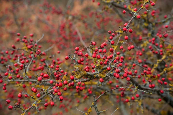 Sonbaharda Kırmızı Meyvelerle Kaplı Bir Dalın Büyük Bir Dikenli Çalısı — Stok fotoğraf