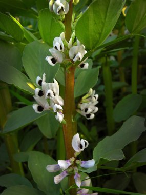 Açan beyaz çiçekler, Vicia Faba fasulyesine yakın plan.