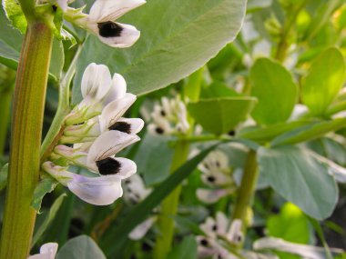 Yakın plan, fasulye çiçekleri, Vicia Faba.