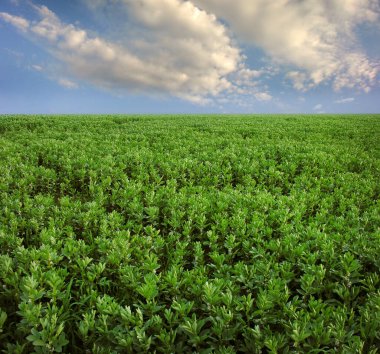 Mavi gökyüzü ile Vicia faba tarlası, baklagiller ailesi, tarlanın önüne odaklanın çiçek açan bitki.