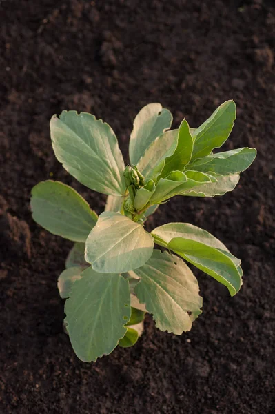 stock image close-up from above fava beans fava plant in field soil