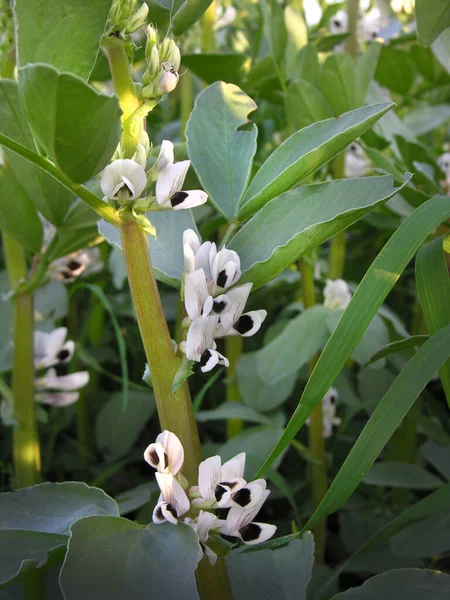 stock image white flowers close-up fava bean faba plant in the field