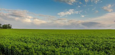 Vicia faba tarlası, baklagiller familyasından bir bitki türü.