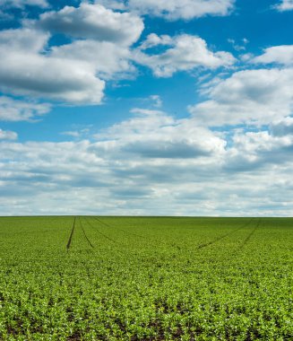 Vicia faba tarlası, güzel gökyüzü, faba fasulyesi, baklagiller familyasından çiçek açan bir bitki.