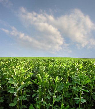 Çiçek açan Vicia Faba fasulyeleri bir tarlaya yakın, çeşitli vernik, baklagiller ailesidir.