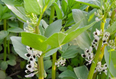 Geniş fasulye bitkisi Vicia faba, tarla fasulyesi.