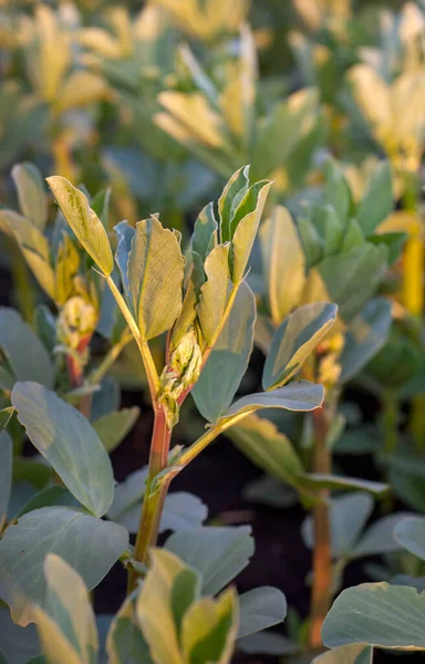 bean plant Vicia faba close up of leaves,also fava, field bean at sunset