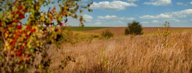 Tarımsal iklim değişikliklerinin mevsiminde kurumuş çimenler