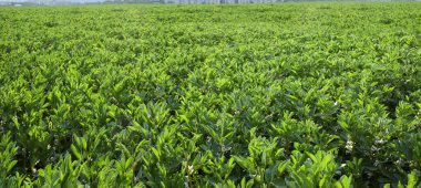 Vicia Faba, bir tarla, tarlanın önüne odaklan çiçeklenme bitkisi.