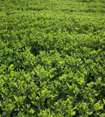 Vicia Faba, bir tarla, tarlaya odaklan çiçeklenme bitkisi