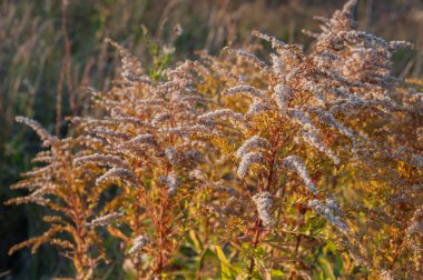 Tarlada kabarık çiçekli kuru bitki. Biyolojik çizimler için güzel bir resim.