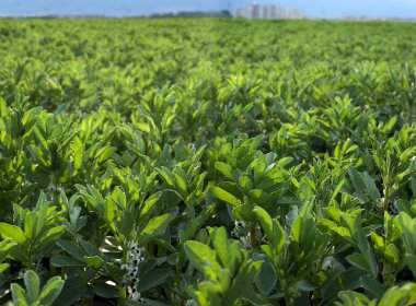 Vicia Faba, bir tarla, çiçek açan bitkilere odaklan.