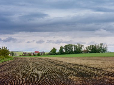 Büyüyen karabuğday bitkileri, yeşil tarlalar