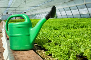 yeşil büyük sulama tenekesi marullu serada