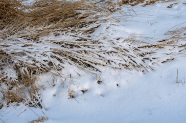 Snow-covered dry plants are covered with snow in the winter, after a blizzard in the winter season