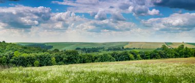 Summer landscape with white daisies,hilly green fields and forest in the distance