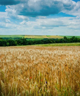 cereals and grass, blue sky with beautiful clouds at summer day