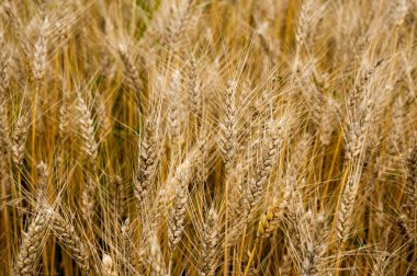 Golden ripe wheat ear at field, close up, from above