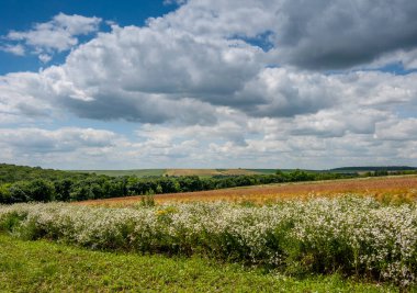 landscape, summer day wild flowers small white daisies, field of cereals