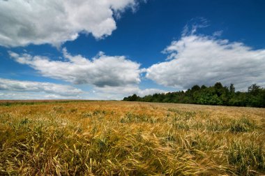 Landscape with a blue cloudy sky and a ripe field, a mixture of ears of wheat and barley ripening on a warm summer day