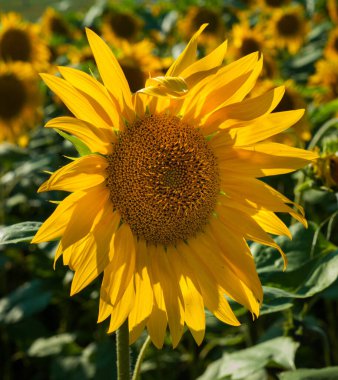 sunflower head with petals lit from behind
