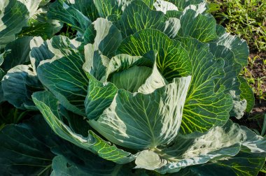 Lahana yapraklarını, lahana tarlalarını kapatın.