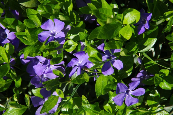 bright blue periwinkle flowers and dark green leaves close-up, blooming background