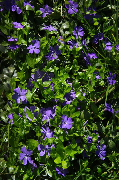 bright blue periwinkle flowers and dark green leaves close-up, top view