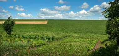 peasant vegetable fields, potato blossoms, green soybeans, grain fields in the distance