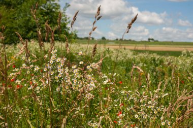 grasses, flowers on the edge of the field, summer landscape