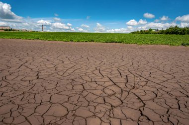 field edge where soil dries up after flooding due to heavy rainfall and green soybean field , climate change