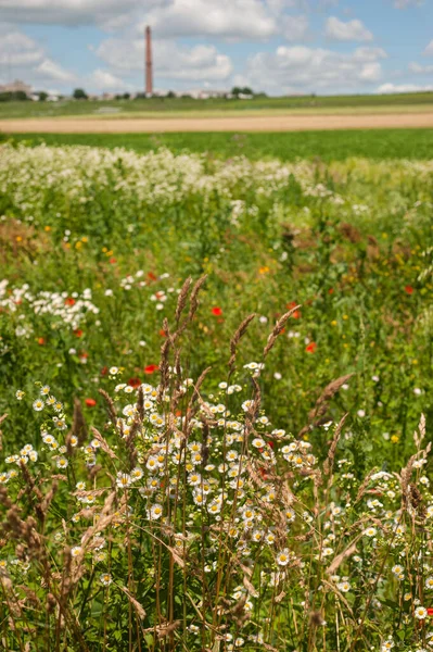 Beautiful Green Blooming Field Border Early Summer Plant Horizon — Stockfoto