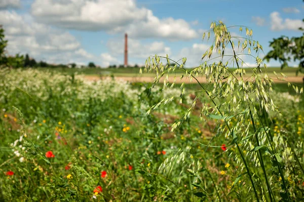 Grasses Focus Summer Silhouette Plant Background — Stockfoto