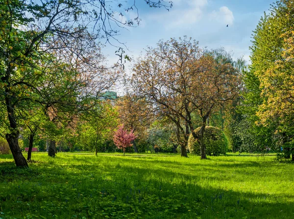 beautiful lawn and trees in the park in spring, bright and blooming