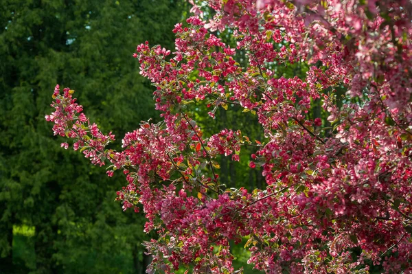 Рослина Яблук Малуса Цвіте Навесні Впритул Яскраво Фіолетово Рожеве Листя — стокове фото