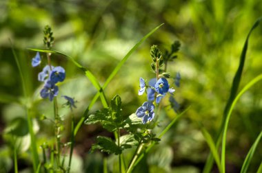 Alman Speedwell 'in parlak mavi çiçeklerine yakın çekim, Veronica Chamaedrys