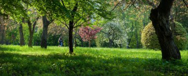 Parktaki parlak bir baharın panoramik manzarası dekoratif renkli ağaçların çiçek açması sırasında güneş ışınları.