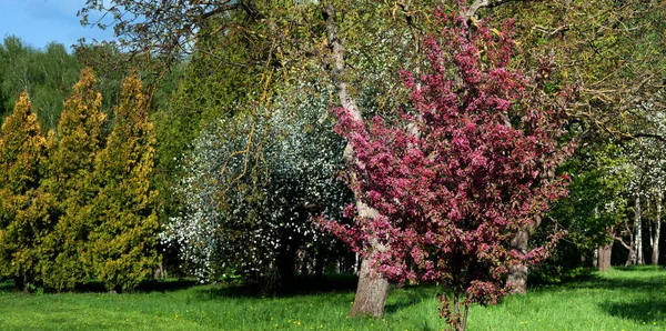 Jabłonie Nedzvetsky Podczas Kwitnienia Drzew Ozdobnych Białe Gałęzie — Zdjęcie stockowe