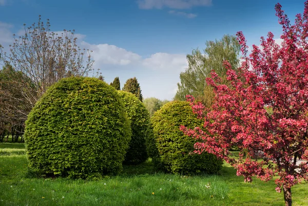 stock image The exterior of the spring garden - decorative trees, bushes bloom in spring, beautiful burgundy flowers. The concept of landscape design.