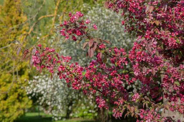 Manzanos Nedzvetsky Durante Floración Árboles Decorativos Sobre Fondo Ramas Blancas —  Fotos de Stock