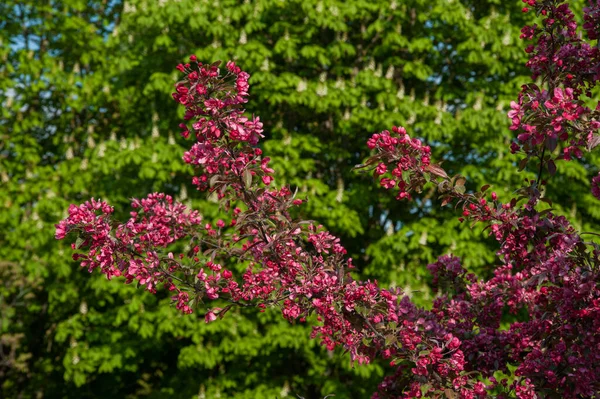 Planta Manzano Malus Cultivada Ornamental Que Florece Durante Primavera —  Fotos de Stock